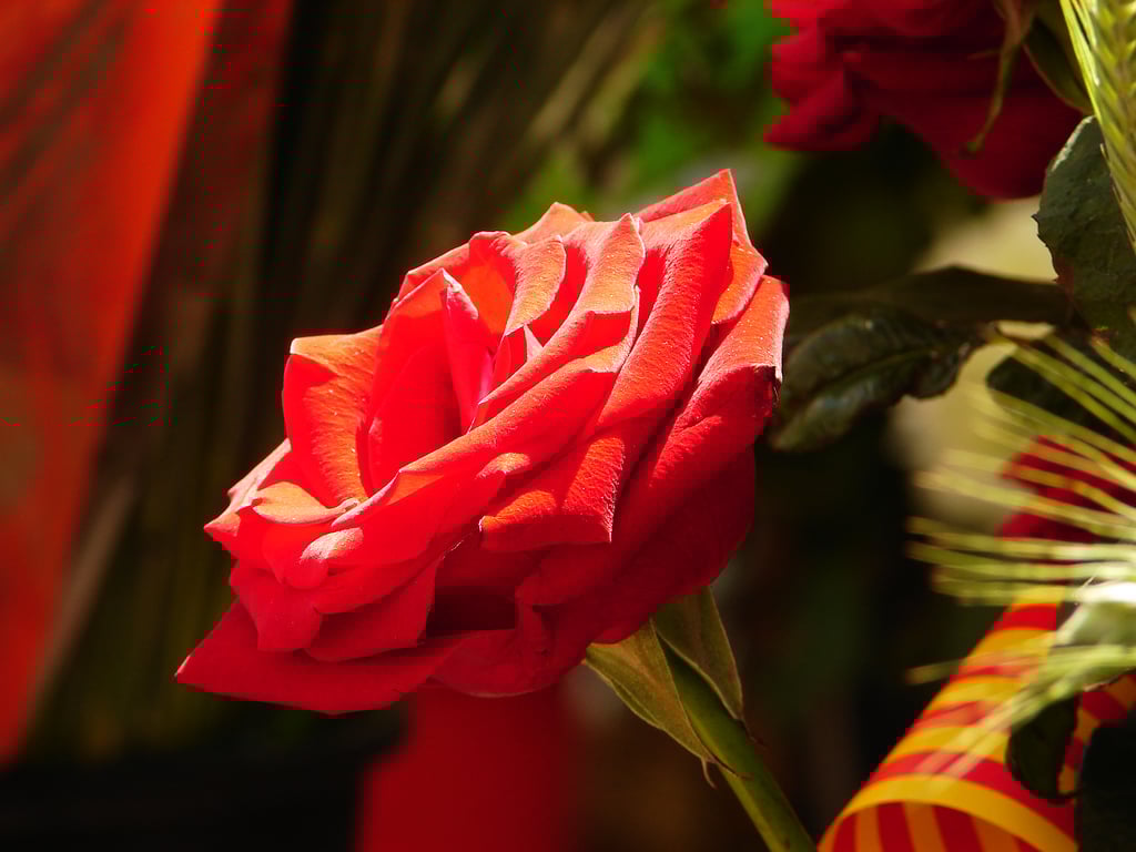 Celebra Sant Jordi - La fiesta del libro y la rosa en Catalunya