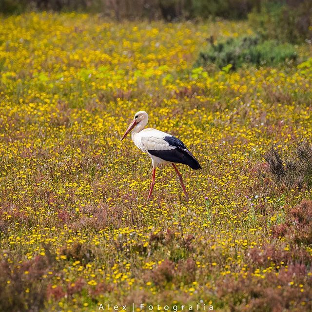  doñana