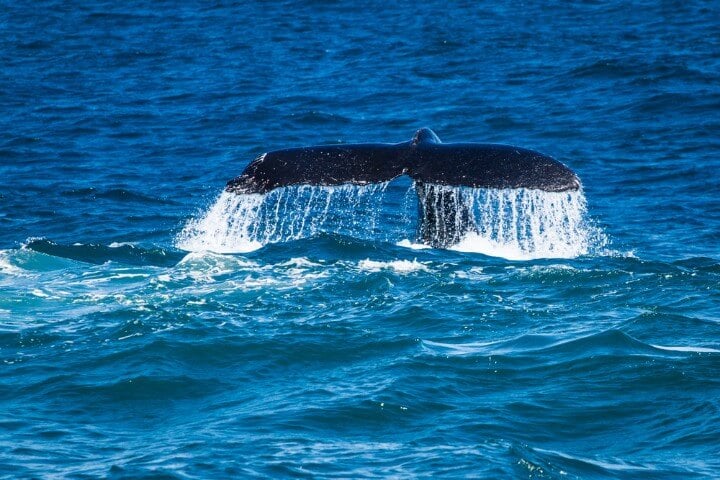 Una cola de ballena emerge del mar en Sídney Australia