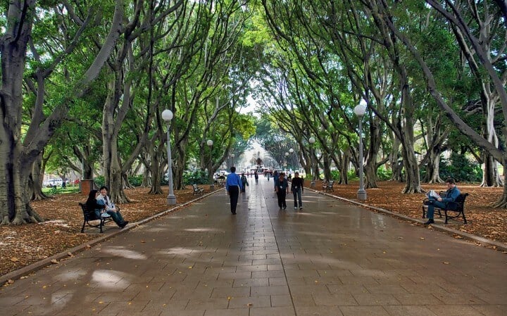 Paseo con sombra de árboles en Hyde Park, Sídney