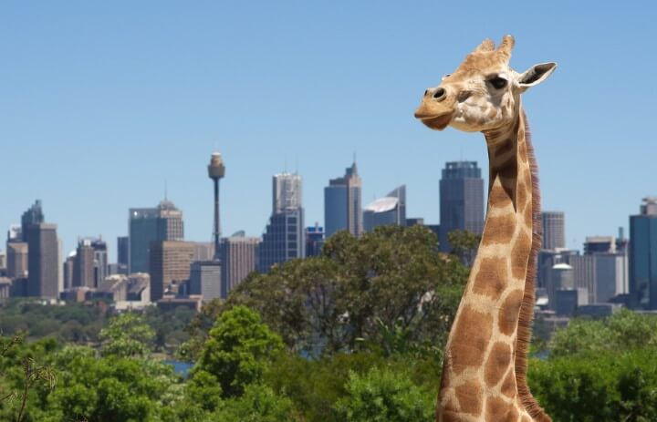 Jirafa en el zoo de Taronga con la ciudad de Sídney de fondo