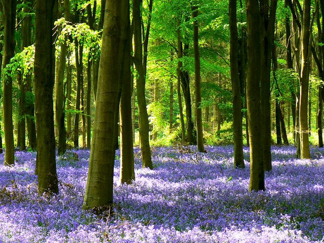 Los bosques más bellos del mundo