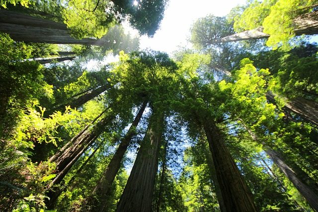Los bosques más bellos del mundo. Yosemite, secuoyas