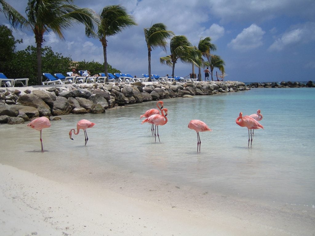 6 Playas con animales increíbles Playa de los flamencos Aruba