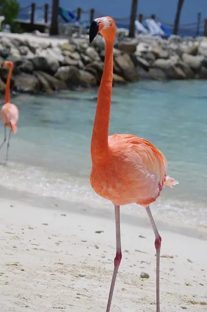 6 Playas con animales increíbles . Playa de los flamencos Aruba. Flamenco