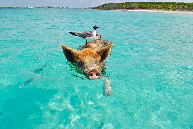 6 Playas con animales increíbles. Playa de los cerdos Bahamas. Cerdos nadadores