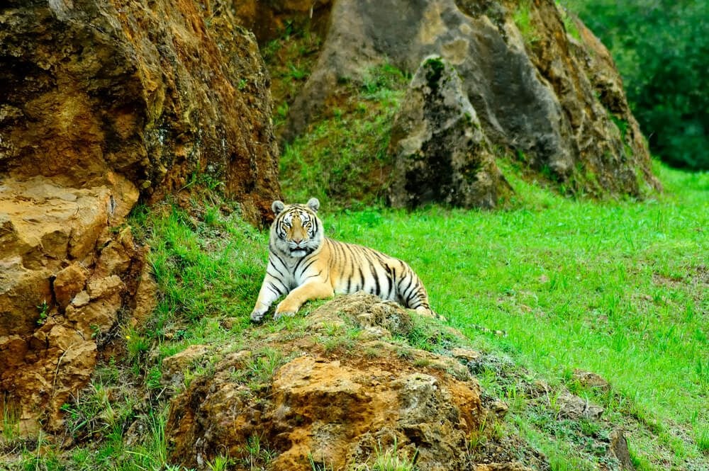 Tigre tumbado en roca en el Parque Natural de Cabárceno, Cantabria