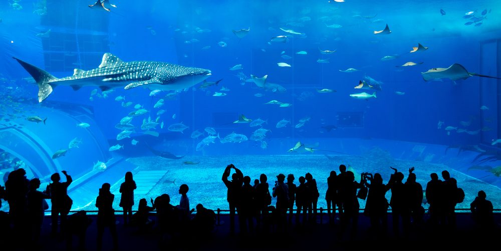 Aquario de Dubái, en el Dubái Mall