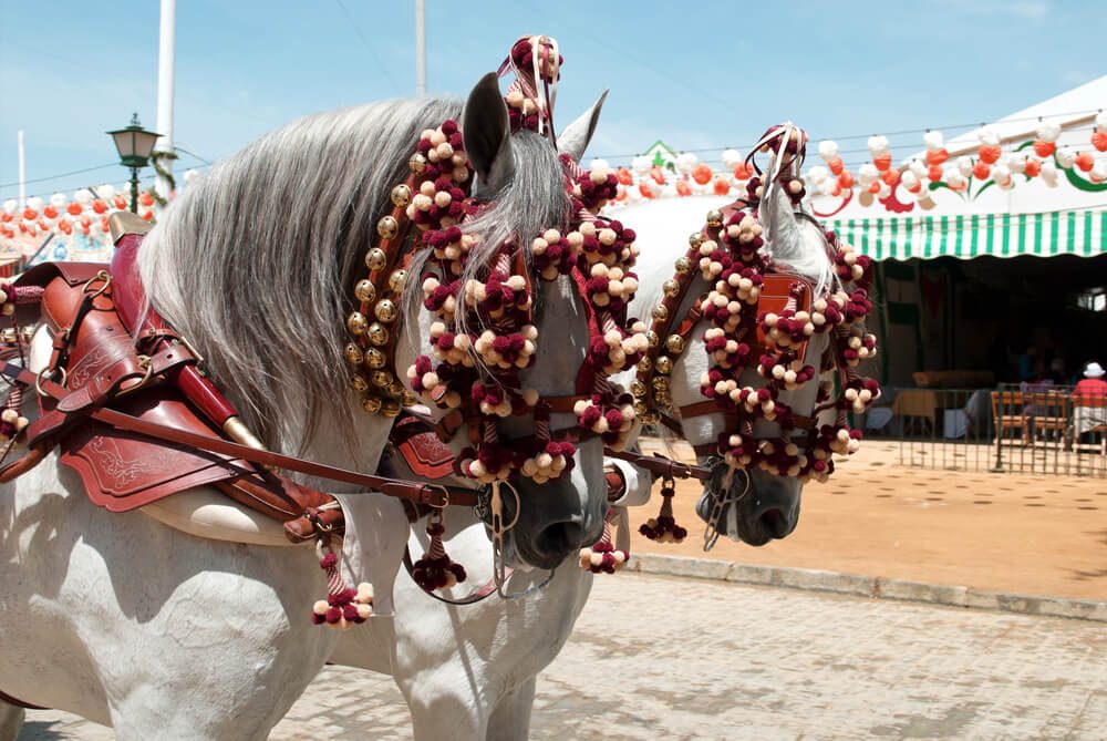 Caballos blancos engalanados para la Feria de Málaga con caseta el fondo