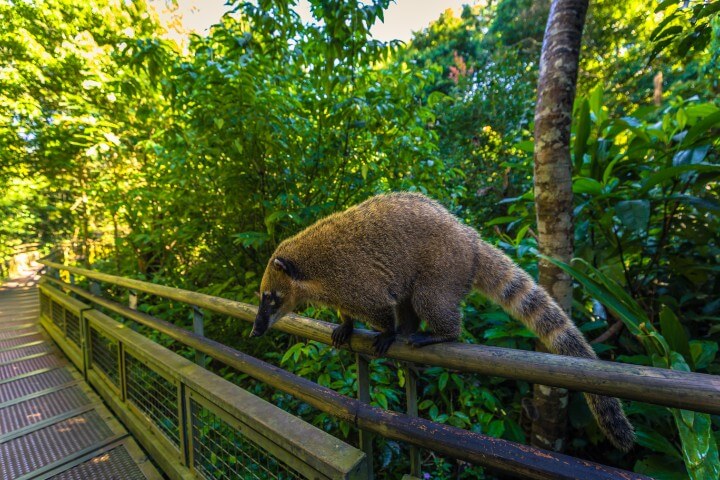 Coatí en la selva del Parque Nacional Iguazú