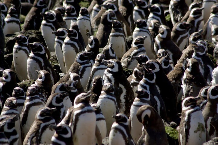 Colonia de pingüinos de Magallanes en Península Valdés