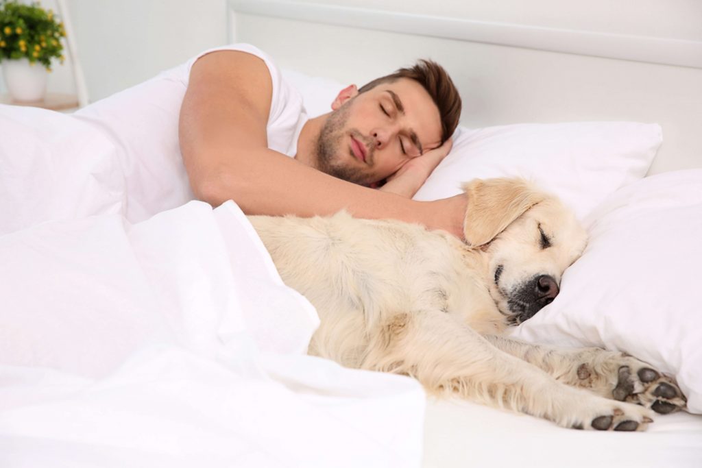 Un chico joven duerme junto a su perro de raza golden retriever color canela ambos en una gran cama blanca