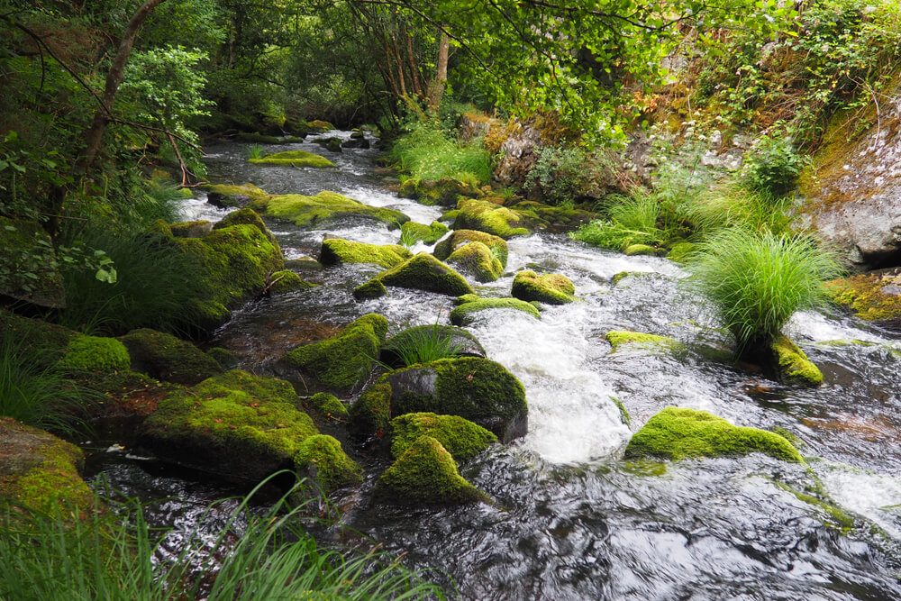 Río con vegetación y rocas con musgo en la Ruta de los Tres Ríos, Galicia