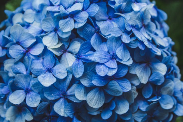 Primer plano de una hortensia azul, la flor más famosa de Isla Faial, Azores 