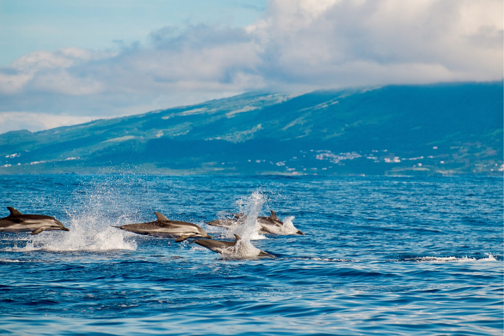 Grupo de delfines saliendo a respirar a la superfície en las aguas de la Isla San Jorge, Azores 