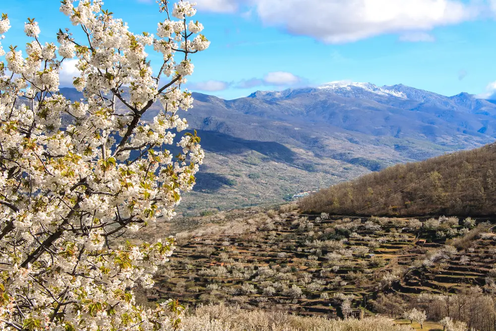 Cerezos Vale del Jerte Extremadura