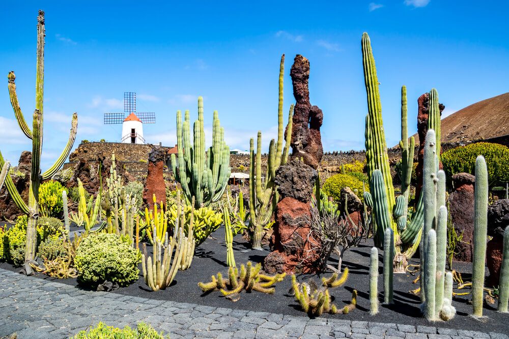 Jardín de Cactus con molino de millo al fondo en Lanzarote, Canarias