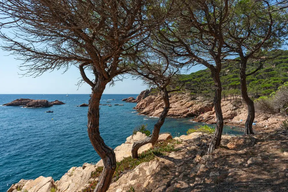 Pinos en la Cala Ametller en Sant Feliu de Guíxols,