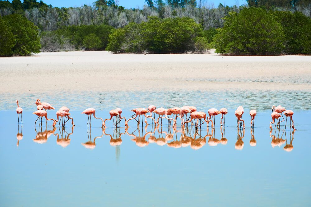 Flamencos rosas alimentándose en una marisma de Cayo Coco, Cuba