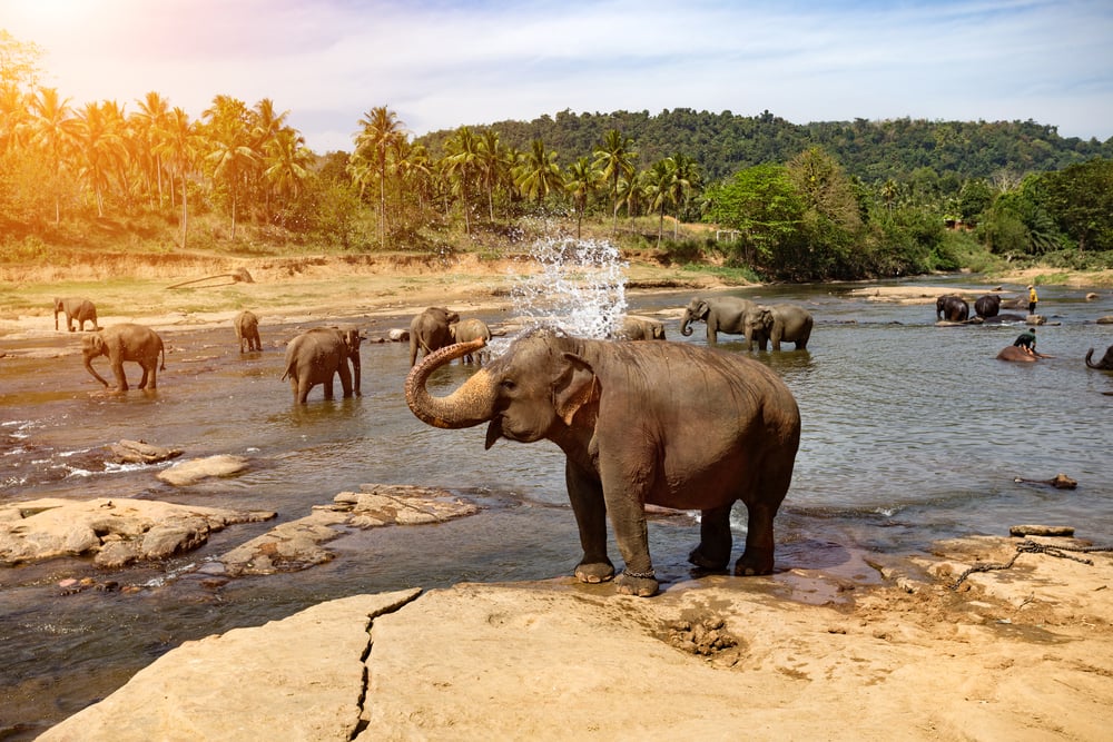 elefantes en Sri Lanka