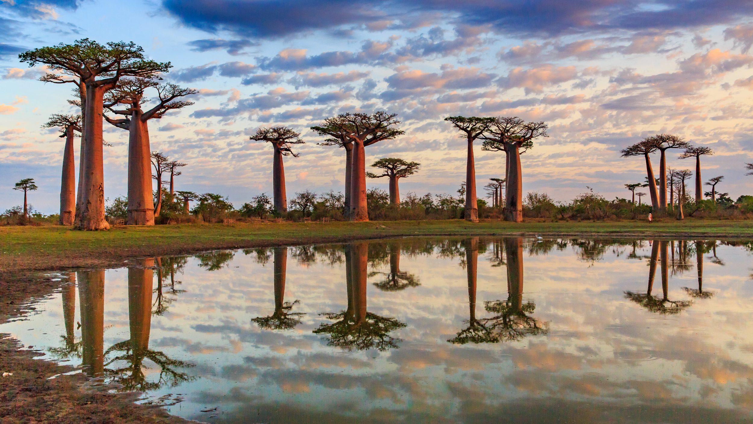 Avenida de los Babobab en Madagascar