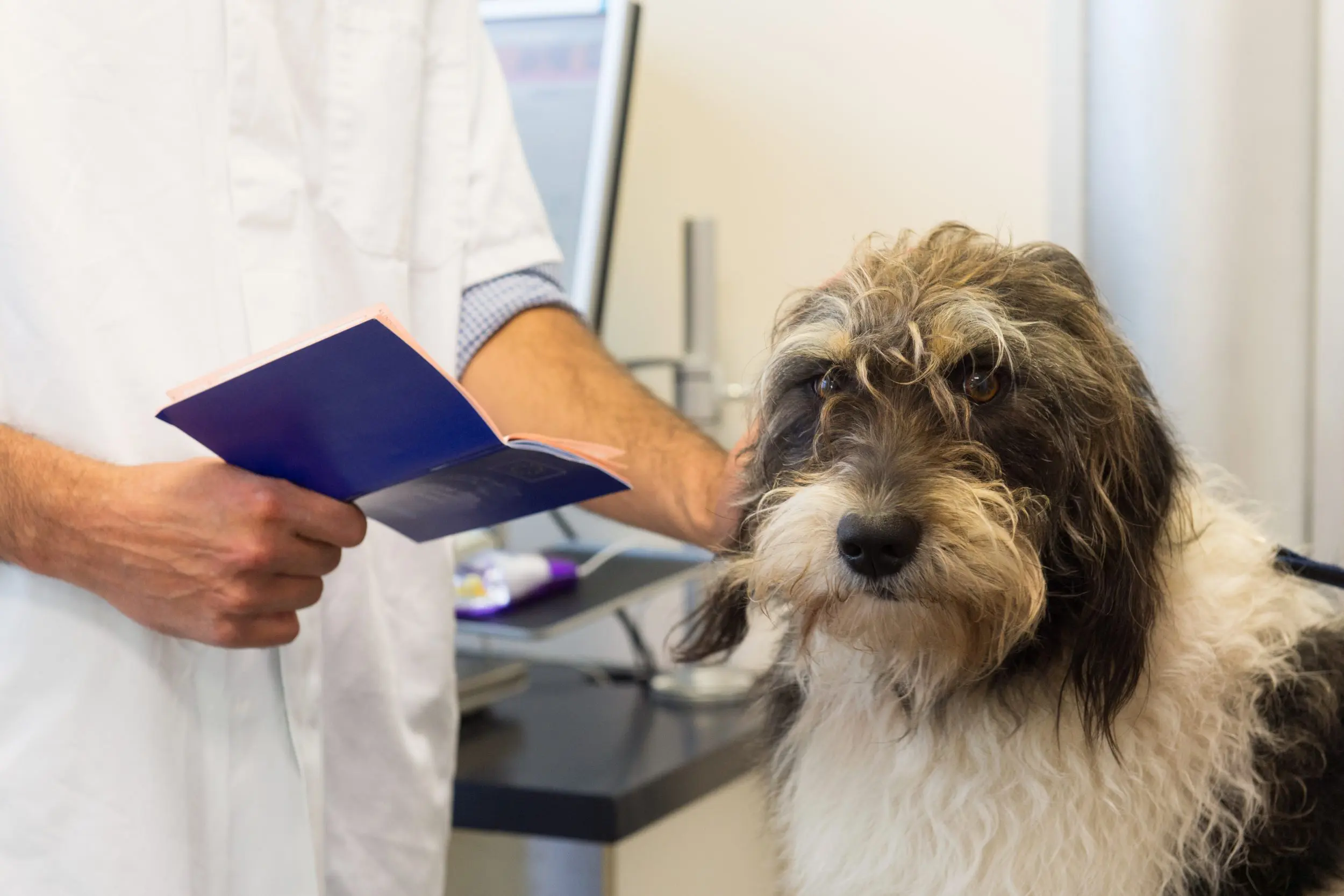 pasaporte para perros