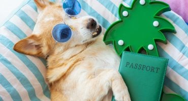Viajar a Ibiza con perro: 7 claves para que todo vaya bien