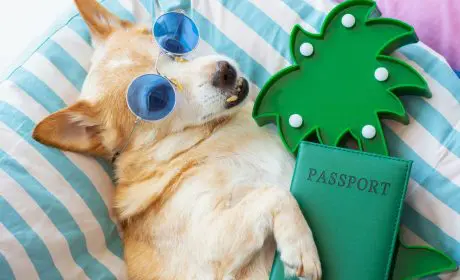 Infórmate sobre viajar con perro a Ibiza.