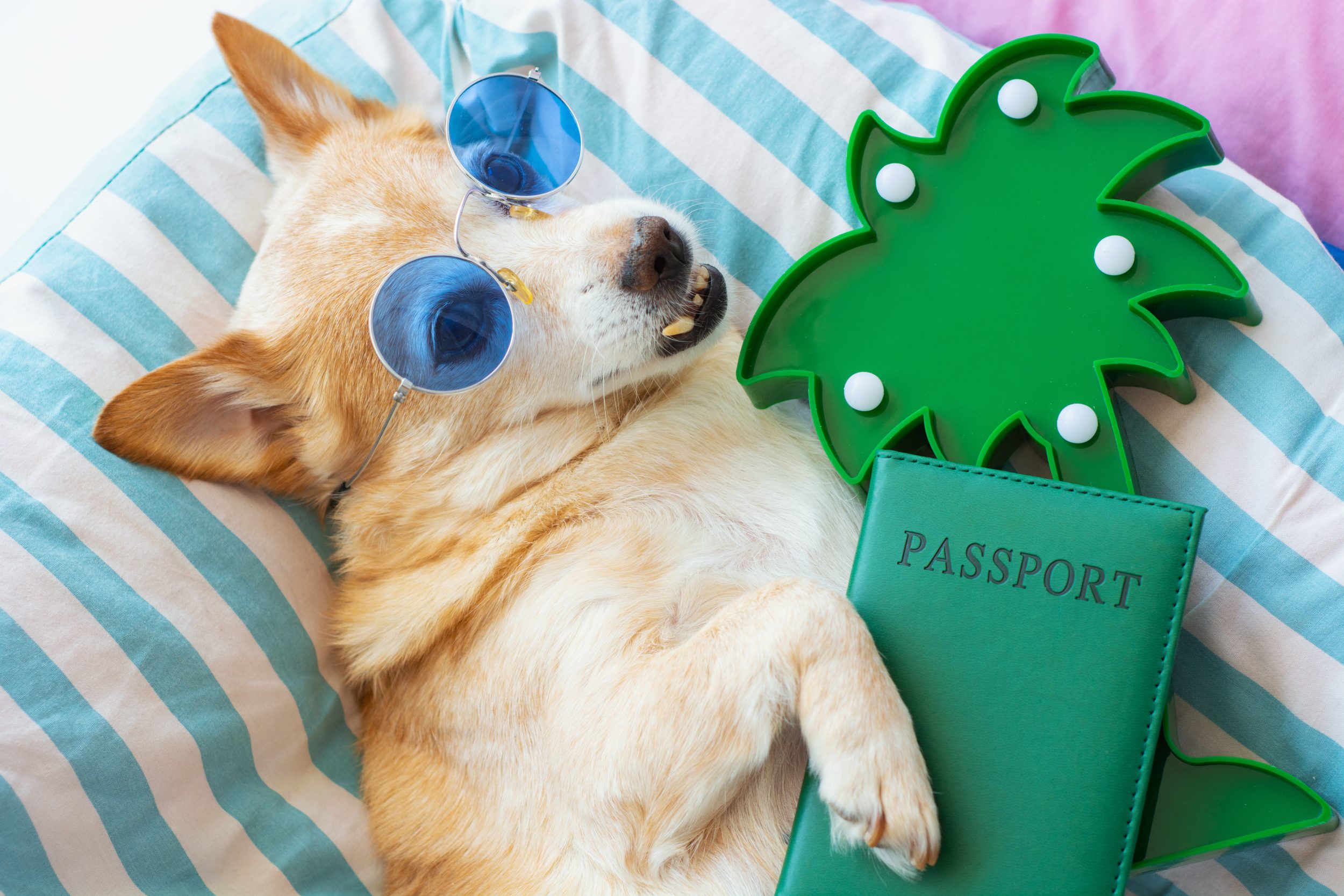 pasaporte para perros