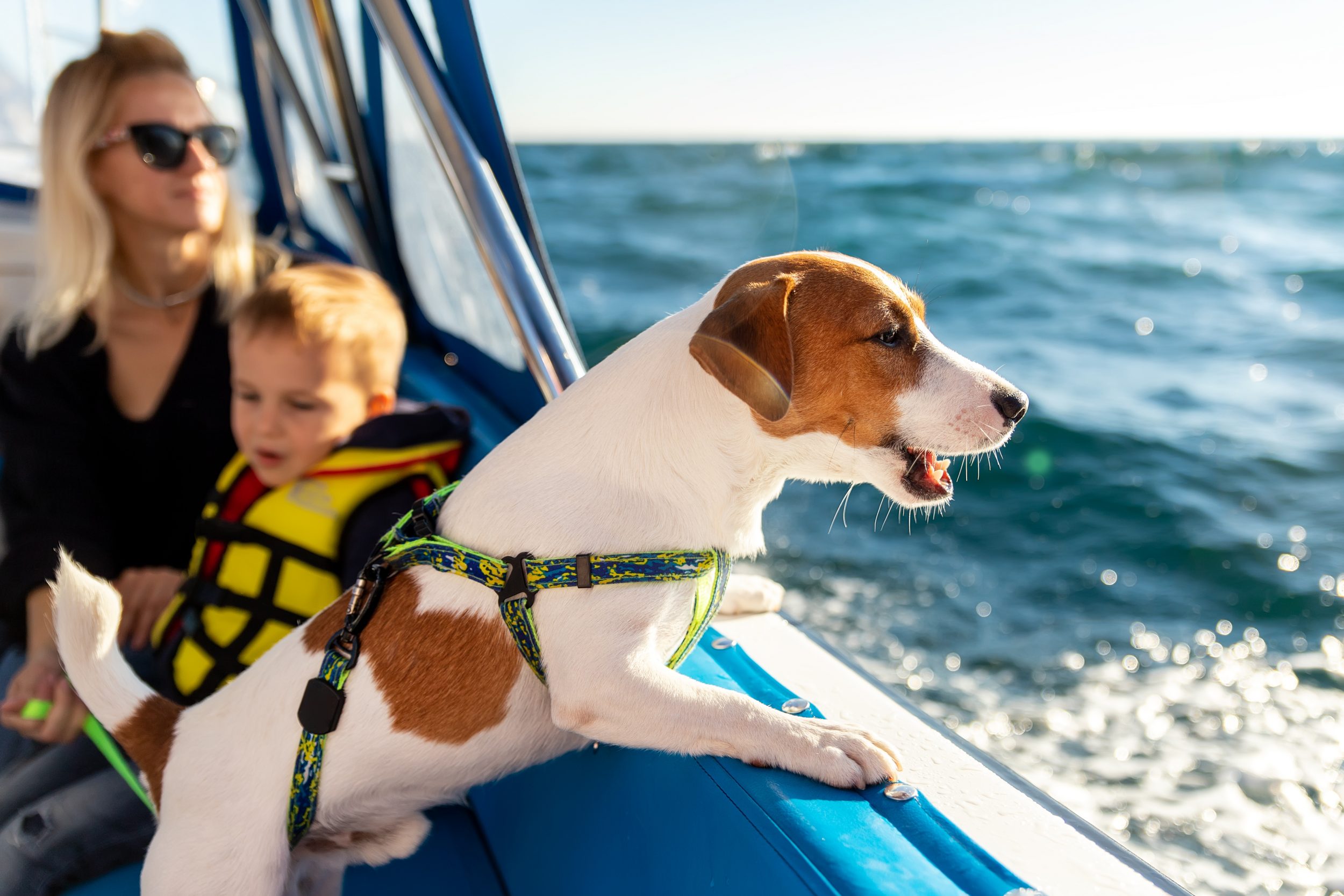 perros en barco