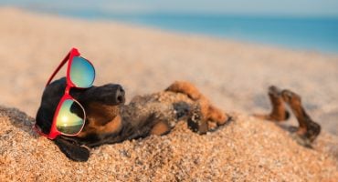 Viajar a Tenerife con perro: 7 cosas importantes a considerar