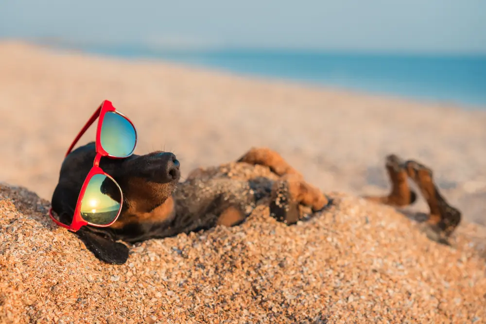 perro de dachshun en la arena en la playa menorca