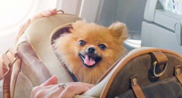 Consejos para llevarte tu mascota de vacaciones