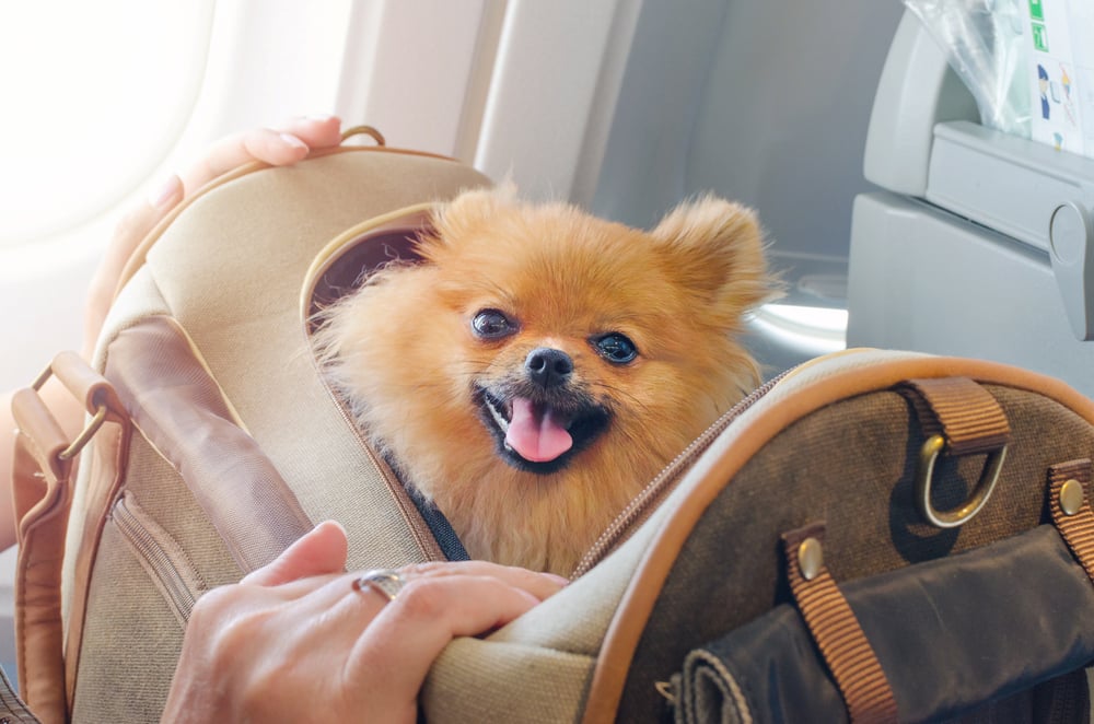 perro spitz en una bolsa de viaje a bordo del avión menorca