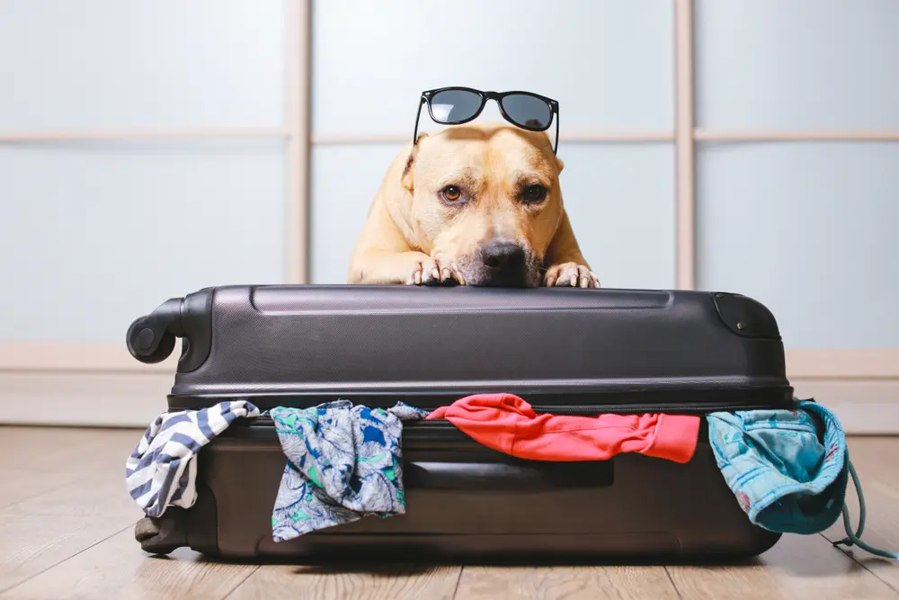 Perro terrero americano Staffordshire listo para ir de viaje en verano