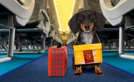  Infórmate sobre viajar con perro a Lanzarote