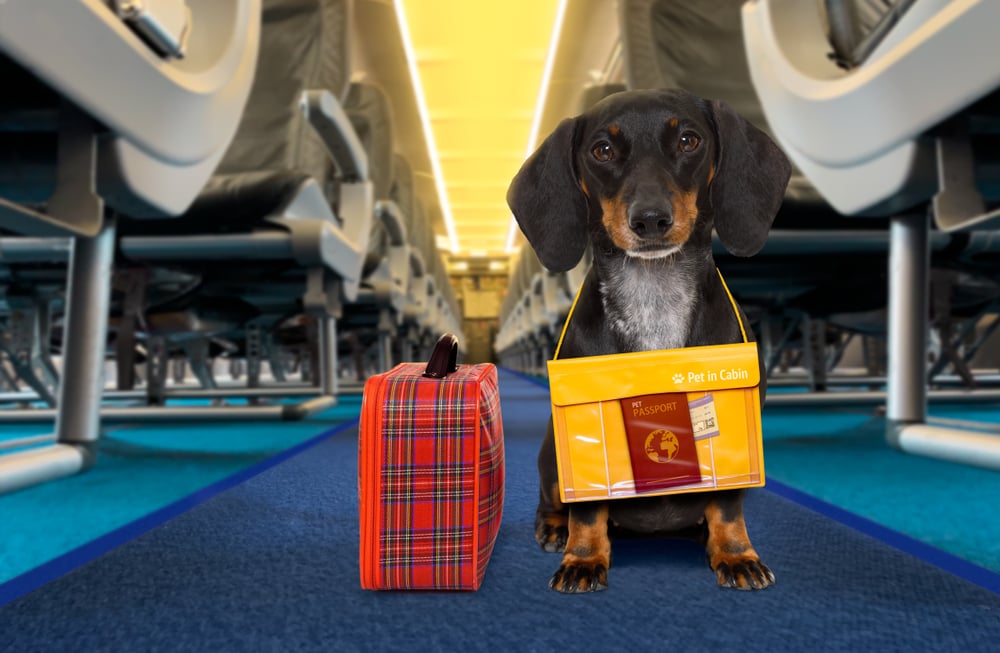 perro salchicha dachshund con maleta lista para viajar en avión