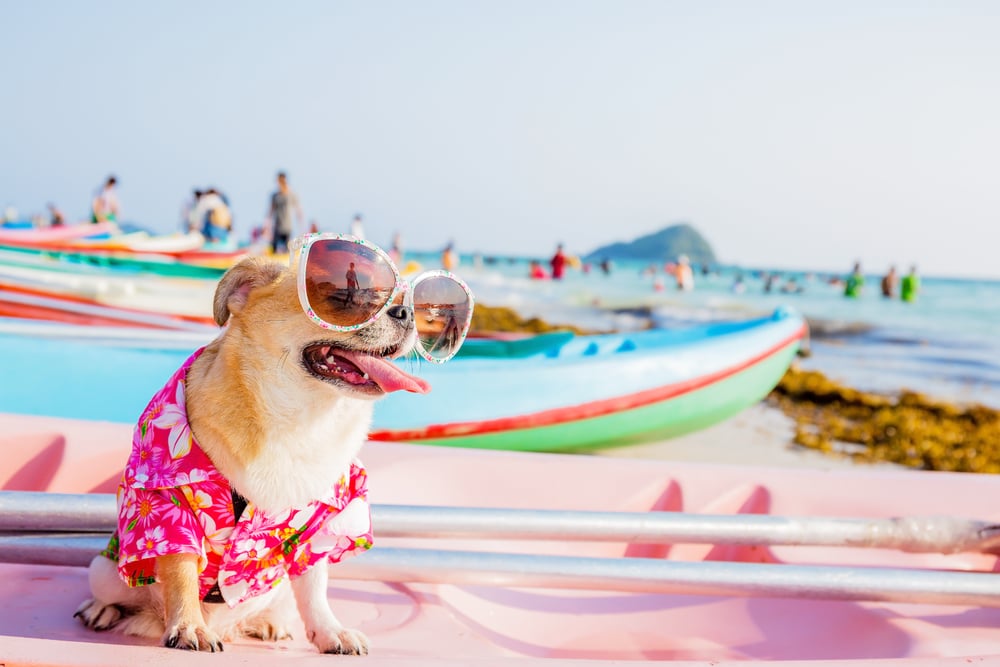 Perro chihuahua con gafas de sol en un Kayak en la orilla del mar