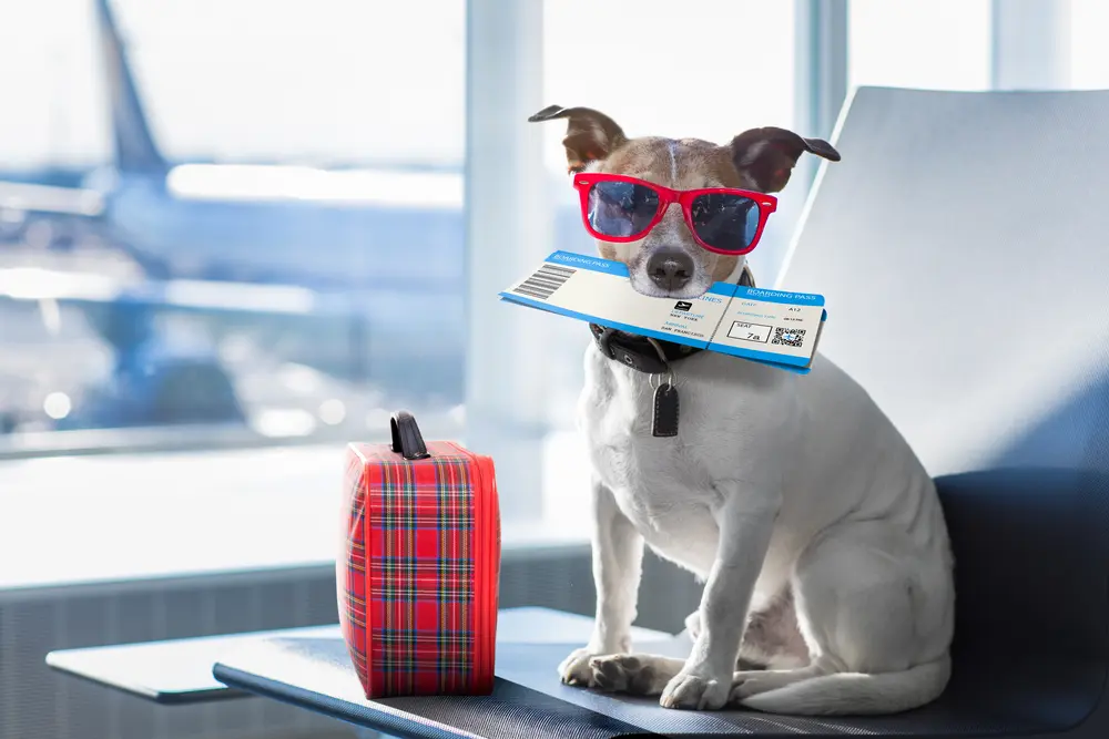 jack russell perro esperando en la terminal del aeropuerto listo para abordar el avión menorca