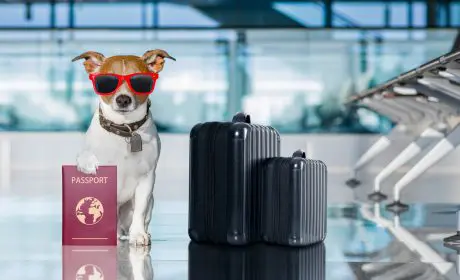 Lee más sobre viajar con perro a Menorca