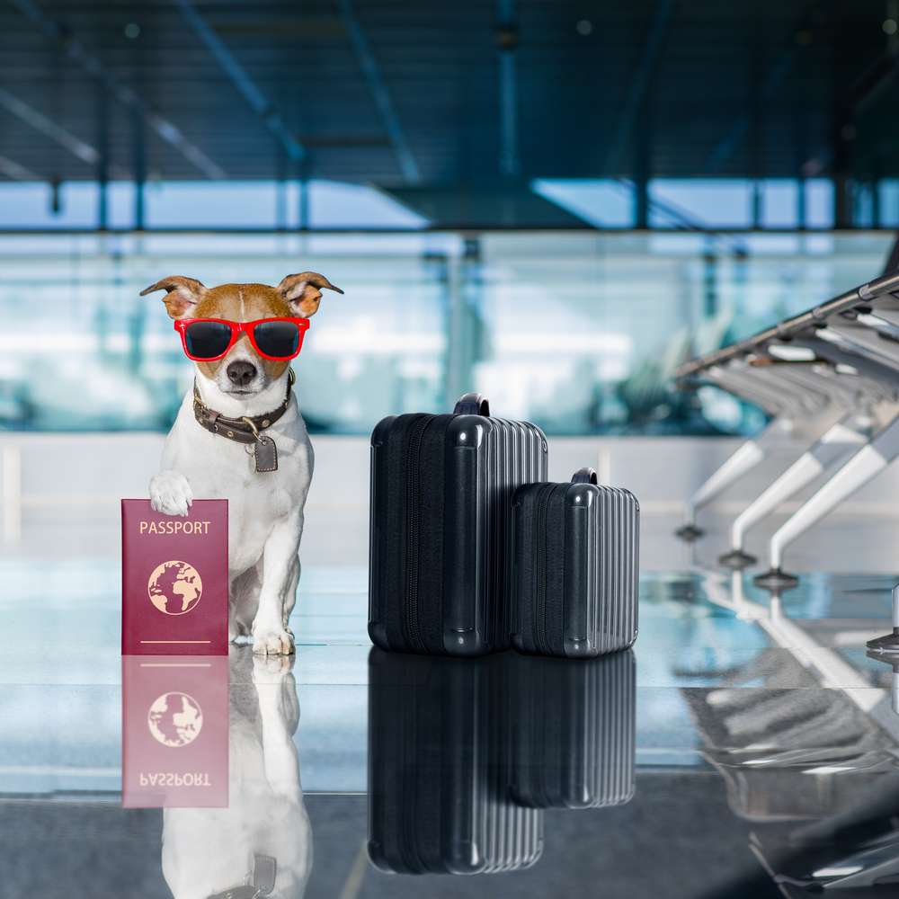 jack russel perro esperando en la terminal del aeropuerto listo para abordar el avión menorca