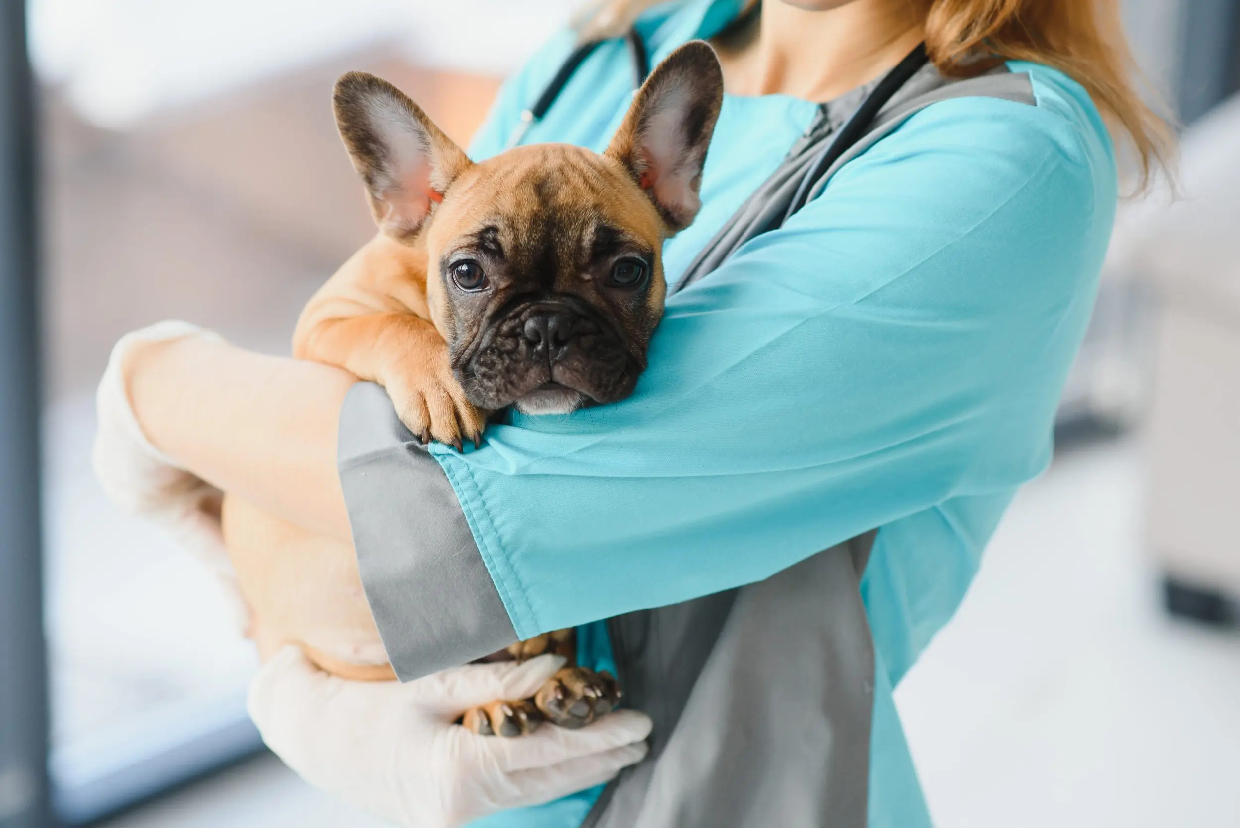 viajar con perro