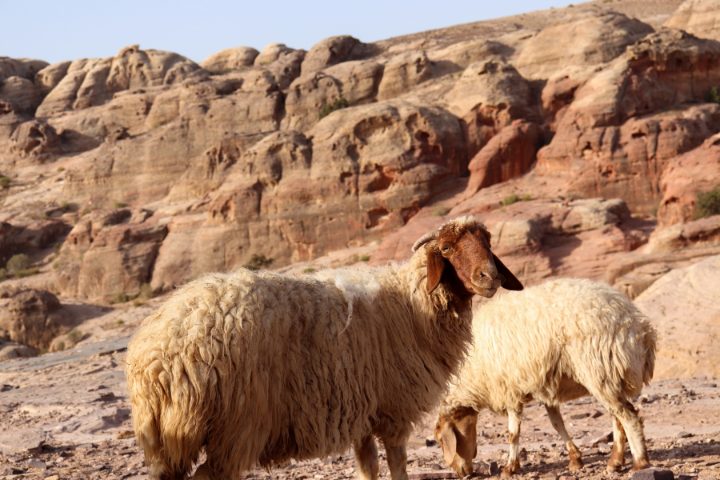 día de los sacrificios en Jordania