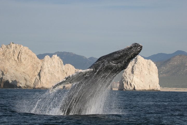 avistamiento de ballenas en Los Cabos