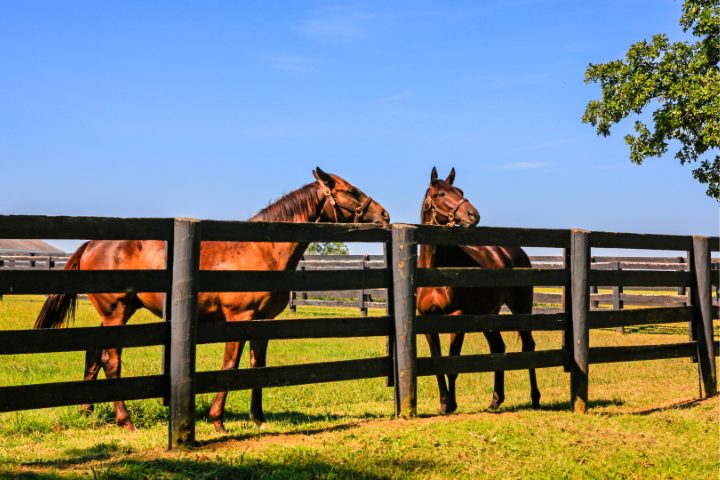 caballos en Lexington, Kentucky 