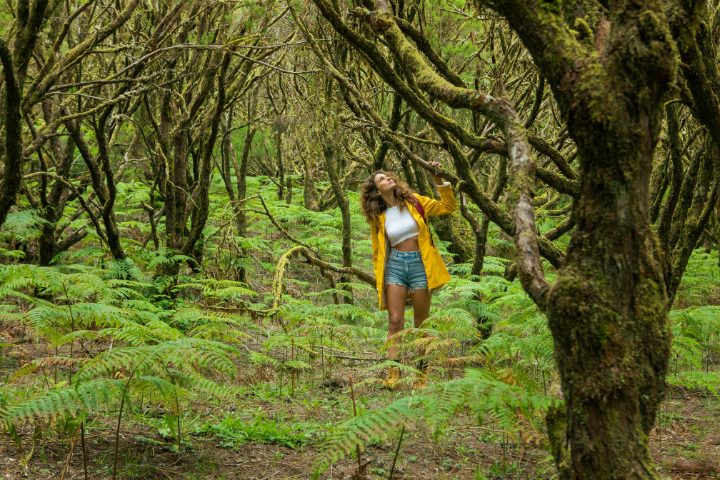 descubre en Madeira el bosque de Laurisilva