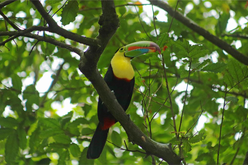 Cerro Punta, Panamá