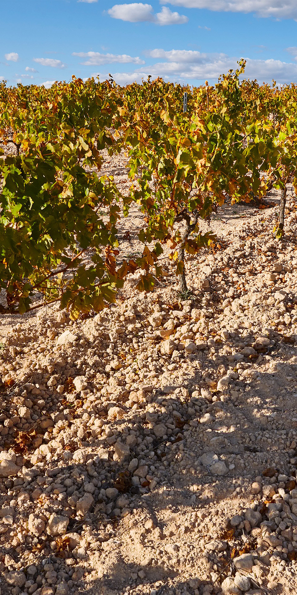 Utiel-Requena wine region and San José Caves