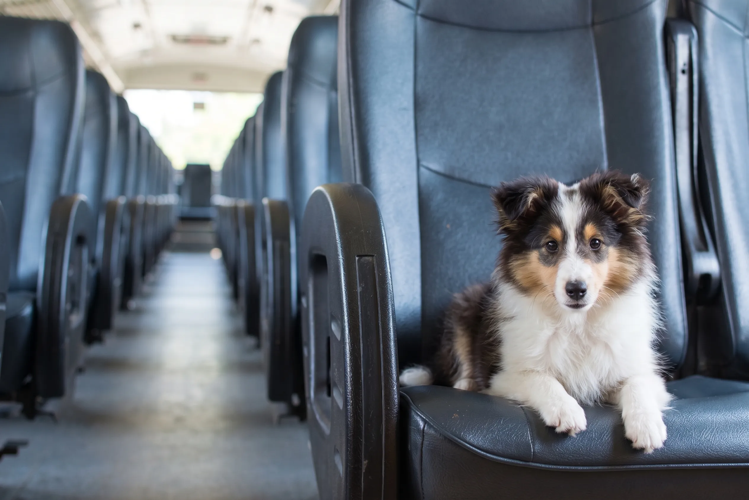 Guía para viajar con mascotas en tren por España: normativas, compañías y consejos
